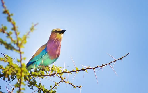 Kenya Bird Watching and Photography Safari